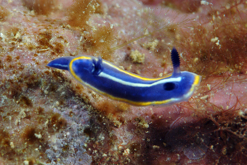 Hypselodoris orsinii